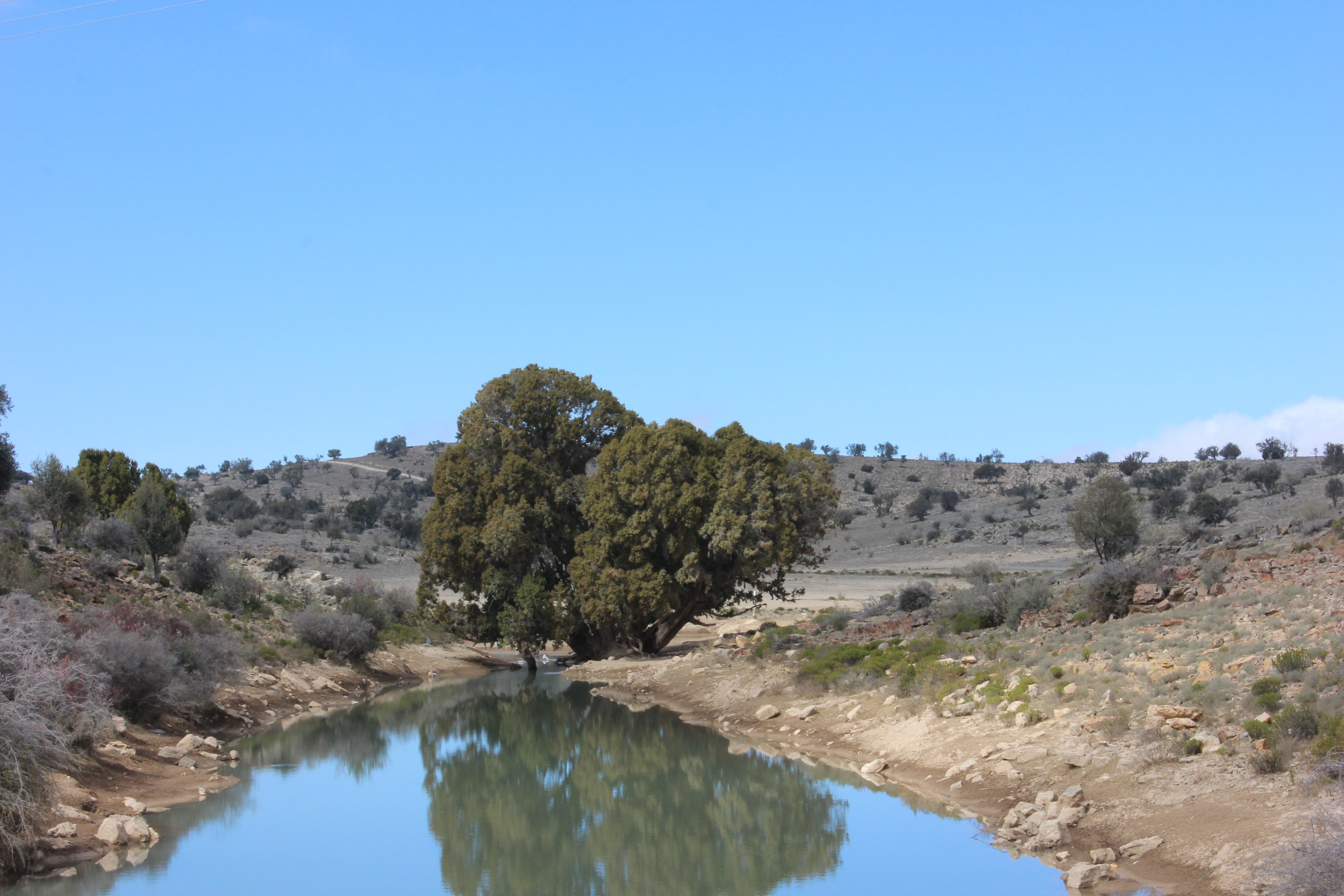 /Herum Photos/Juniperus seravschanica/Juniperus_seravschanica_2-06082024.jpg